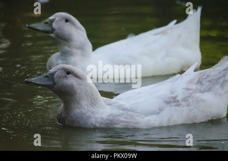 Deux canards domestiques du type 'Favorite' flottent sur l'eau. Close-up. Banque D'Images