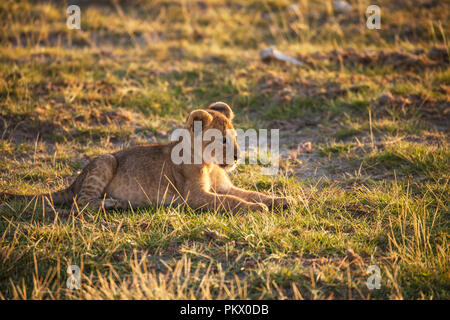Lion cub dans le Parc national Amboseli, Kenya Banque D'Images