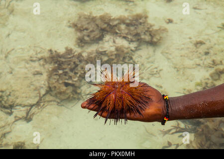 Red Sea Urchin (Astropyga radiata), noms communs de ces oursins : 'les oursins radial' et 'fire des oursins.' Galu beach, Kenya Banque D'Images