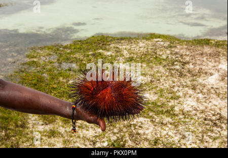 Red Sea Urchin (Astropyga radiata), noms communs de ces oursins : 'les oursins radial' et 'fire des oursins.' Galu beach, Kenya Banque D'Images