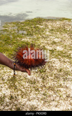 Red Sea Urchin (Astropyga radiata), noms communs de ces oursins : 'les oursins radial' et 'fire des oursins.' Galu beach, Kenya Banque D'Images