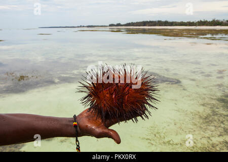 Red Sea Urchin (Astropyga radiata), noms communs de ces oursins : 'les oursins radial' et 'fire des oursins.' Galu beach, Kenya Banque D'Images