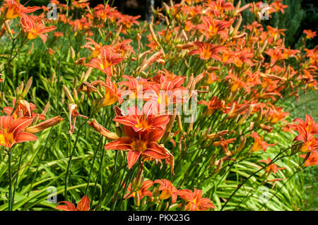 Lit de jardin fleurs lys orange libre en été Journée ensoleillée comme floral background Banque D'Images