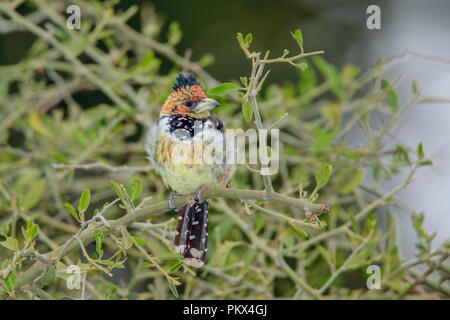 Trachyphonus vaillantii Crested Barbet Camp Mopane, Province du Nord, Afrique du Sud 18 août 2018 2013.8 Adultes Banque D'Images
