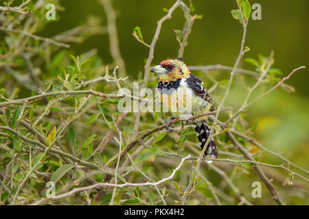 Trachyphonus vaillantii Crested Barbet Camp Mopane, Province du Nord, Afrique du Sud 18 août 2018 2013.8 Adultes Banque D'Images