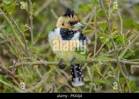 Trachyphonus vaillantii Crested Barbet Camp Mopane, Province du Nord, Afrique du Sud 18 août 2018 2013.8 Adultes Banque D'Images