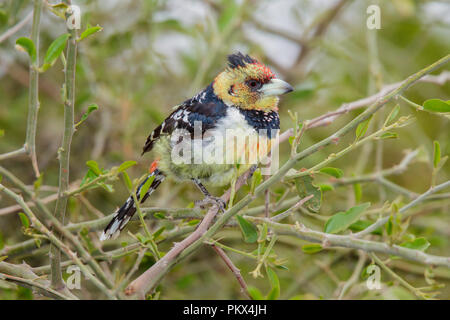 Trachyphonus vaillantii Crested Barbet Camp Mopane, Province du Nord, Afrique du Sud 18 août 2018 2013.8 Adultes Banque D'Images