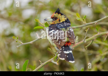 Trachyphonus vaillantii Crested Barbet Camp Mopane, Province du Nord, Afrique du Sud 18 août 2018 2013.8 Adultes Banque D'Images