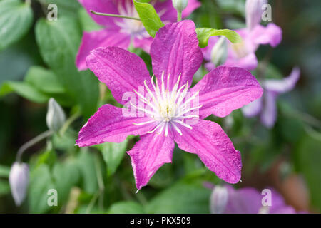 Clematis 'fleurs' du souvenir. Banque D'Images