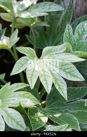 Fatsia japonica 'spider' Web de feuilles. Banque D'Images