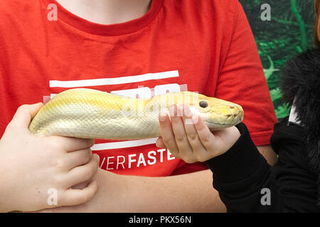 Albino python birman détenu dans les mains d'un enfant Banque D'Images