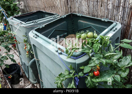 Deux composteurs en plastique, bac de compost de jardin de culture de la pomme de terre plante Solanum lycopersicum Banque D'Images