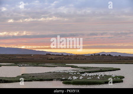 Troupeau de grands pélicans blancs perchés dans les marais de la nature Lucy Evans Baylands Nature avec coucher de ciel. Banque D'Images