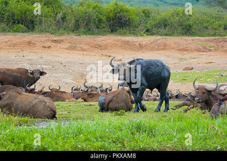 Les buffles, Buffalo couverte dans la boue humide, Canal Kazinga, Ouganda, Afrique de l'Est Banque D'Images