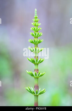 La prêle (Equisetum arvense) dans la forêt expérimentale de HJ Andrews, de l'Oregon. Banque D'Images