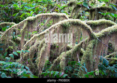 Mousse dense s'accroche à un érable (Acer circinatum) dans une forêt ancienne dans la forêt expérimentale de HJ Andrews, de l'Oregon. Banque D'Images