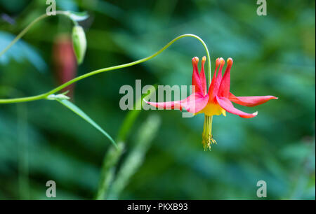 A l'ouest de l'ancolie (Aquilegia formosa) avec des couleurs vibrantes dans le Olympic National Park, Washington. Banque D'Images