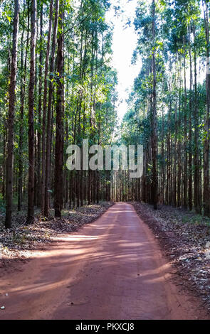 Beau chemin dans la forêt d'eucalyptus en terre rouge. Banque D'Images