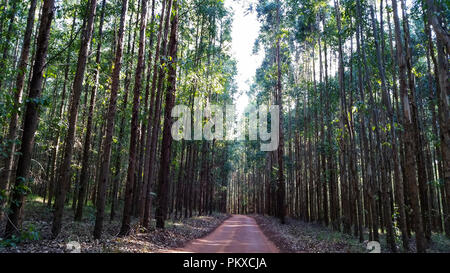 Beau chemin dans la forêt d'eucalyptus en terre rouge. Banque D'Images