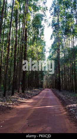 Beau chemin dans la forêt d'eucalyptus en terre rouge. Banque D'Images