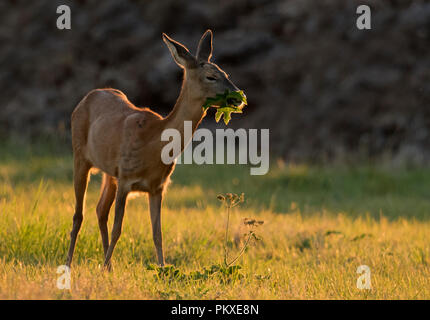 Un jeune chevreuil (Capreolus capreolus) pâturage fauve sur les feuilles au coucher du soleil, dans le Warwickshire Banque D'Images