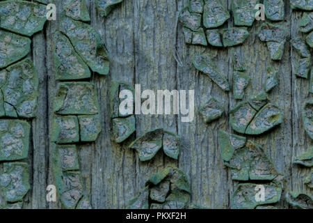 Macro photo. La texture d'une vieille peinture bleu. Plusieurs couches. Le mur de la maison en bois a été lavée par la pluie. Un bon contexte pour différents sites. Banque D'Images