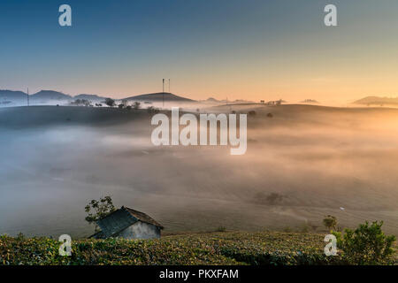 Dawn fantaisiste avec début de la rosée du matin sur les plantations de thé à Moc Chau, Province de Son la ferme, Vietnam Banque D'Images