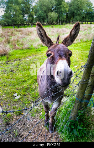 C'est un close up photo d'un âne dans un champ en Irlande Banque D'Images