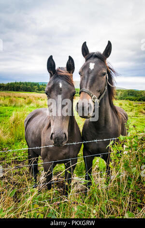 C'est un close up photo de deux chevaux côte à côte dans un champ dans le Donegal Irlande Banque D'Images