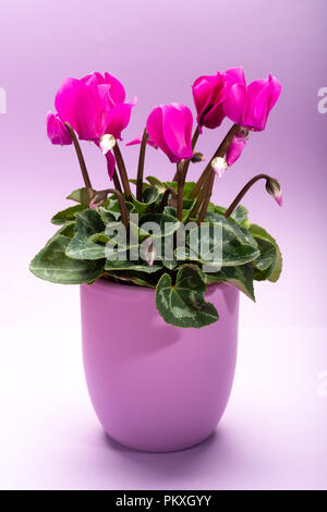 Une petite usine de cyclamen rose avec des fleurs lilas en pot sur fond lilas pastel tendance close up copie espace minimal, concept couleurs Banque D'Images