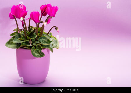 Une petite usine de cyclamen rose avec des fleurs lilas en pot sur fond lilas pastel tendance close up copie espace minimal, concept couleurs Banque D'Images