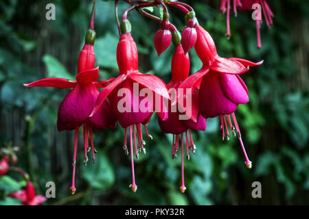 Fleurs rouges, gros plan de Hardy Fuchsia, Fuchsias de bokeh de fleur Banque D'Images