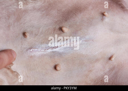 Points de contrôle de l'estomac chien close up Banque D'Images