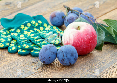 Les prunes mûres cueillies et pomme rouge avec des gants verts sur d'anciennes planches de bois. Les fruits récoltés juste Banque D'Images