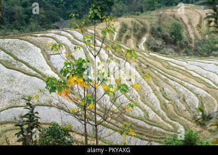 Courbes de belles rizières en terrasses durant la saison d'arrosage à Mu Cang Chai dans la province de Yen Bai, Vietnam. Banque D'Images