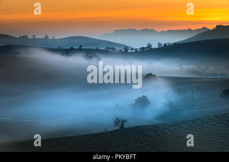 Dawn fantaisiste avec début de la rosée du matin sur les plantations de thé à Moc Chau, Province de Son la ferme, Vietnam Banque D'Images