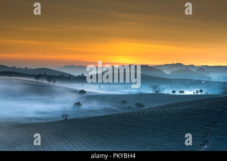 Dawn fantaisiste avec début de la rosée du matin sur les plantations de thé à Moc Chau, Province de Son la ferme, Vietnam Banque D'Images