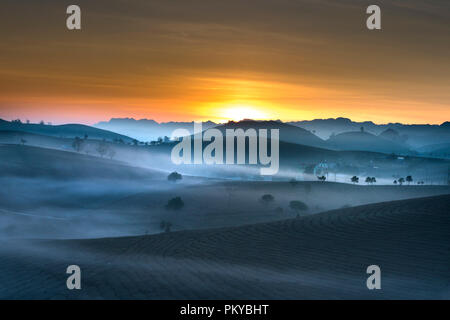 Dawn fantaisiste avec début de la rosée du matin sur les plantations de thé à Moc Chau, Province de Son la ferme, Vietnam Banque D'Images