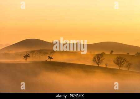 Dawn fantaisiste avec début de la rosée du matin sur les plantations de thé à Moc Chau, Province de Son la ferme, Vietnam Banque D'Images