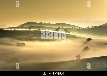 Dawn fantaisiste avec début de la rosée du matin sur les plantations de thé à Moc Chau, Province de Son la ferme, Vietnam Banque D'Images