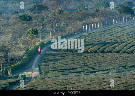 Champ de thé sur la colline à Moc Chau, au Vietnam. Banque D'Images