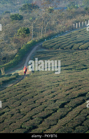 Champ de thé sur la colline à Moc Chau, au Vietnam. Banque D'Images