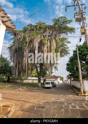 Grand arbre Baricara, Colombie Banque D'Images