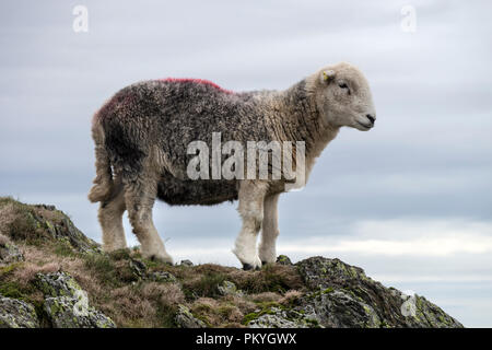 Moutons Herdwick est tombé sur un Lakeland, Lake District, Cumbria, Royaume-Uni Banque D'Images