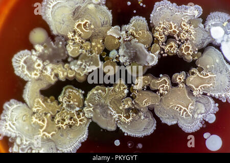 La moisissure dans la boîte de Pétri Banque D'Images