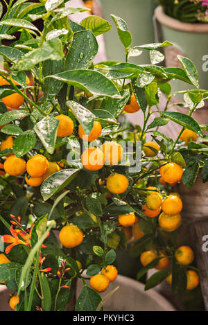 Agrumes miniature sur l'arbre. Banque D'Images