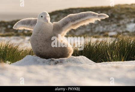 Downy un albatros hurleur (Diomedia exulans) chick battre des ailes sur son nid sur l'île Bird, Géorgie du Sud, l'île aux oiseaux. Banque D'Images