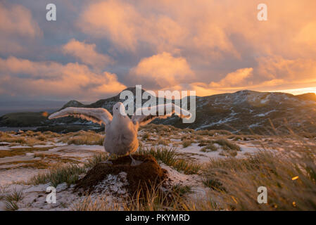 Downy un albatros hurleur (Diomedia exulans) chick battre des ailes sur son nid sur l'île Bird, Géorgie du Sud, l'île aux oiseaux. Banque D'Images