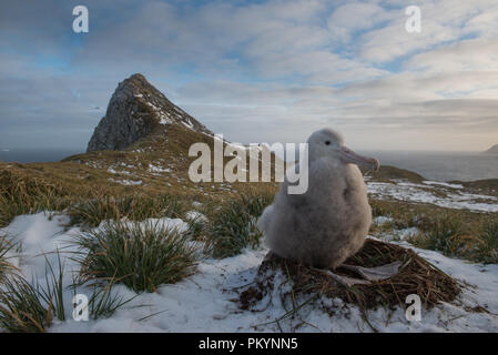 Downy un albatros hurleur (Diomedia exulans) chick sur son nid dans la neige sur l'île Bird, Géorgie du Sud, sous l'Antarctique. Banque D'Images