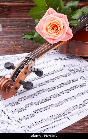 Rose rose au violon, à la verticale de l'image. Banque D'Images